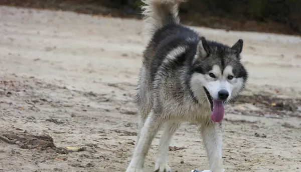 Собака Маламут Біжить Піском Набережної Стокове Фото