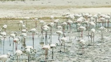 Suda flamingolar