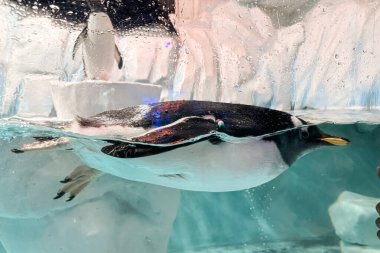 Hayvanat bahçesindeki penguen. Hayvanat bahçesinin hayvanı.