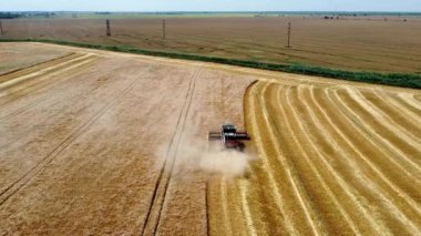 Hasat makinesi olgunlaşmış buğday tarlasından geçiyor. Hasat mevsimi, havadan 4K görüntüleri. .