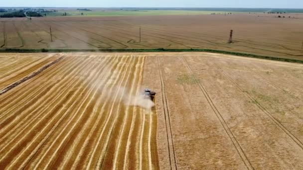 穀物収穫期 熟した小麦畑と収穫小麦の間の動きを組み合わせる 空中ビュー4Kの映像 — ストック動画