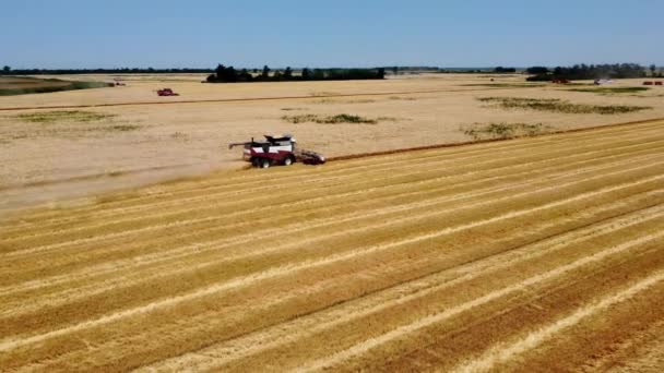 Havadan Görüntüler Olgunlaşmış Buğday Tarlasında Ilerliyor Tahıl Hasadı Hasat Ediyor — Stok video