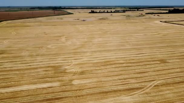 収穫期の黄金色の麦畑 トップビューの空中ショット4K映像 — ストック動画