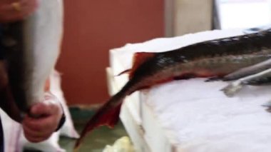 Satıcı vitrine taze balık serer, buzun üzerine, 4K yakın çekim görüntüsü.