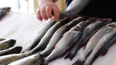 Pazarlamacı buz dolabına balık bırakıyor. Balık pazarında satışa hazır bir vitrin, 4K görüntü.