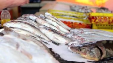Marketin yakın çekimleri balıklara vitrin yaptırıyor. Buzun üzerinde balıklar yatıyor, 4K görüntü..