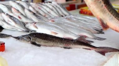 Pazarda buzda balık. Buzlu mersin balığı, vitrin, 4K görüntü.