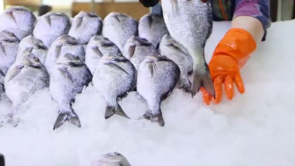 Крупним Планом Руки Постачальника Розкладають Свіжу Рибу Дорадо Ринку Кадри — стокове відео