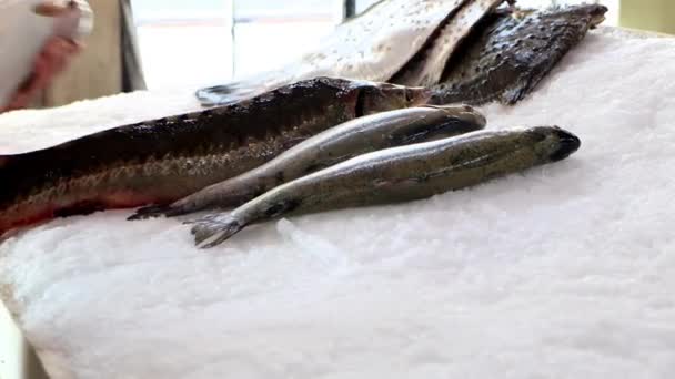 Close Colocar Peixes Gelo Preparação Vitrine Mercado Peixe Imagens — Vídeo de Stock