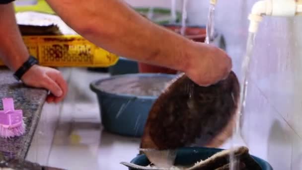 Großaufnahme Hände Waschen Flunderfische Auf Dem Fischmarkt Verkäufer Bereitet Fisch — Stockvideo