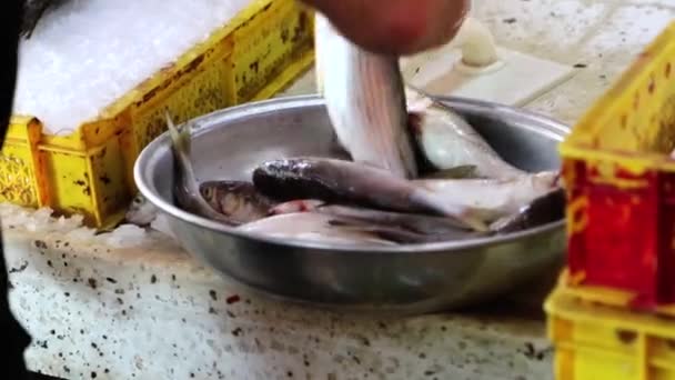 Venditore Prepara Vetrina Pesce Stende Pesce Fresco Sul Ghiaccio Close — Video Stock