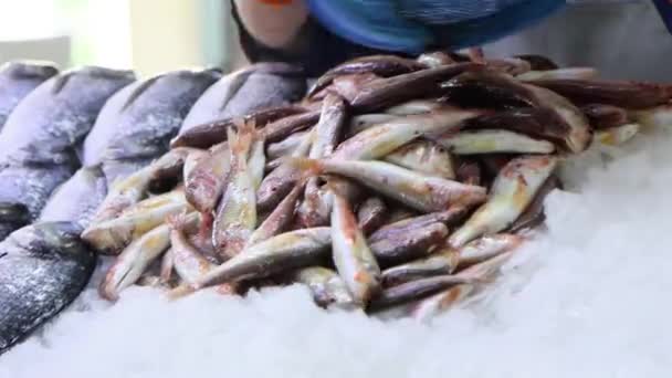 Nahaufnahme Eines Verkäufers Der Kleine Frische Meeräschen Aus Plastikschale Auf — Stockvideo