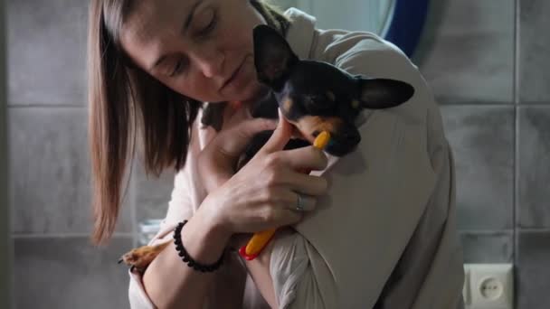 Uma Mulher Cuida Higiene Seu Animal Estimação Escovando Dentes Cão — Vídeo de Stock