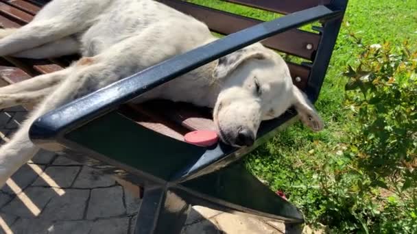 Hemlösa Välnärda Hund Sover Fridfullt Stadsbänk Bredvid Frestande Bit Korv — Stockvideo