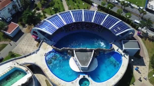 조지아 바투미 돌고래 수족관의 수영장에서 대중을 공연하는 돌고래의 — 비디오