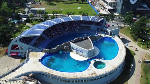 Vista Aérea Una Actuación Delfines Delfinario Batumi Capturando Espectáculo Los — Vídeos de Stock