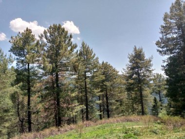 Ormanda güzel bir ağaç görüntüsü.