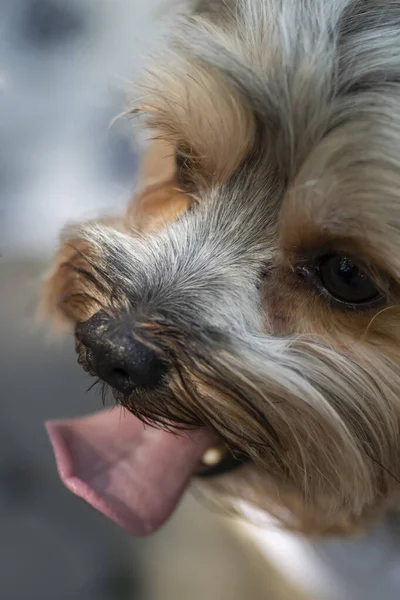 Sevdiği Hayvan Dilini Dışarı Çıkaran Köpek — Stok fotoğraf
