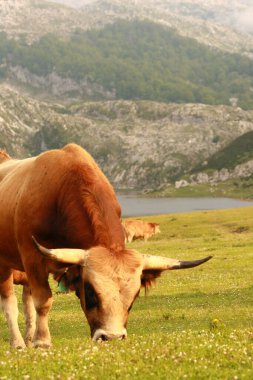 Büyük kahverengi boğa, kuzeyde İspanya 'nın arka planında dağlar ve gölle birlikte yeşil çimlerde otluyor. Asturias, Covadonga