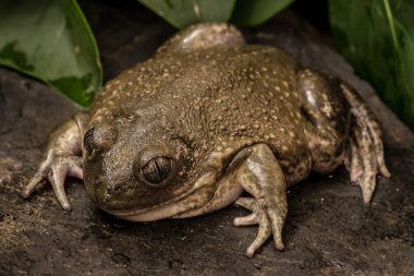 Bir Spade Foot Toad 'un (Pelobates Cultripes) arka planda yeşil yaprakları olan bir kayanın üzerinde oturup kameraya bakarken