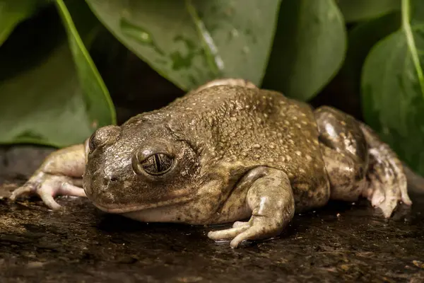 stock image Close up of a Spade Foot Toad (Pelobates Cultripes) sitting on a rock with green leaves in the background and looking at the camera