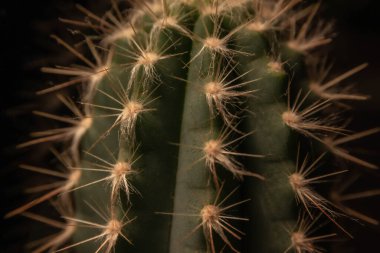 Yeşil bir kaktüsün dikenlerinin görüntüsünü kapat.