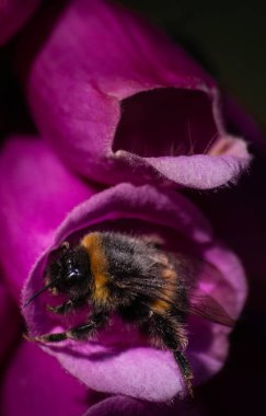 Yüksükotu pembe çiçeğinden çıkan yaban arısı görüntüsünü kapat
