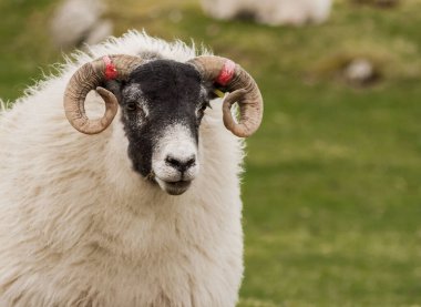 İskoçya 'da yeşil çayırlarda boynuzları kıvrılmış siyah yüzlü koyun portresi. Uk. Hayvanlar. Doğa. Çiftlik hayvanları. Üreme