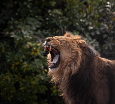 Erkek bir aslanın portresi ağzı açık ve Madrid hayvanat bahçesinde dişlerini gösteriyor. Vesikalık