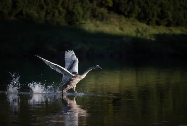 stock image Juvenile swan practice flying over a body of water in Edinburgh, Scotland. The water is calm and reflecting the sunlight on the bird