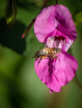 Nektarını topladıktan ve tozlaşmaya katkıda bulunduktan sonra arka planı bulanık pembe bir çiçekten fırlayan arıya yakın dur.