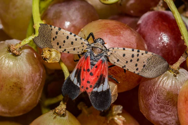 Spotted Lanternfly Lycorma Delicatula — Fotografia de Stock