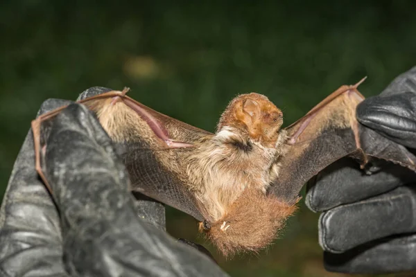 Morcego Vermelho Oriental Lasiurus Borealis — Fotografia de Stock