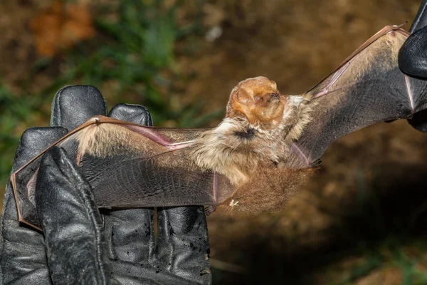 Eastern Red Bat Lasiurus Borealis — Stock Photo, Image