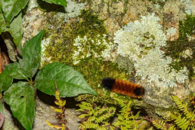 Isabella Tiger Moth Caterpillar - Pyrrharctia isabella clipart