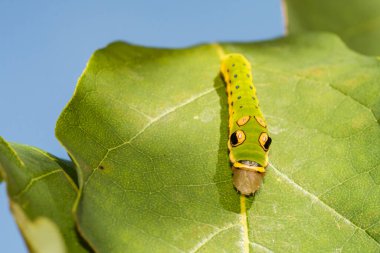 Spicebush Swallowtail Caterpillar - Papilio troilus