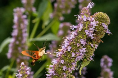 Hummingbird Clearwing Moth - Hemaris thysbe