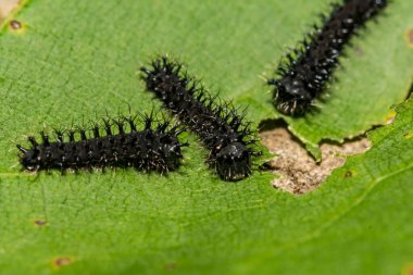 First Instar Cecropia Caterpillar - Hyalophora cecropia