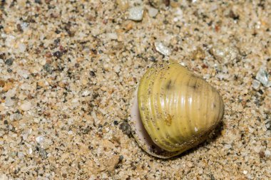 Asian Clam - Corbicula fluminea