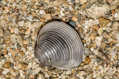 Asian Clam - Corbicula fluminea