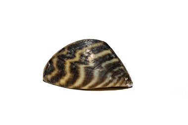 Invasive Zebra Mussel - Dreissena polymorpha