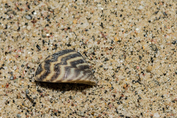 Invasive Zebra Mussel - Dreissena polymorpha