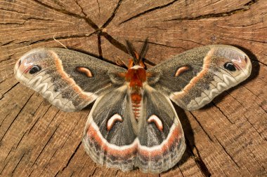 Erkek Cecropia güvesi - Hyalophora cecropia