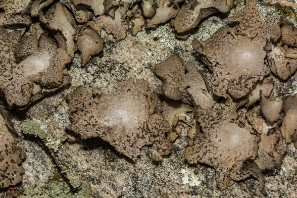 Frecuentes Toadskin Lichen Lasallia Papulosa —  Fotos de Stock