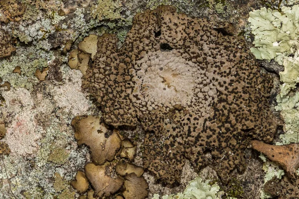 Yaygın Toadskin Lichen Lasallia Papulosa — Stok fotoğraf