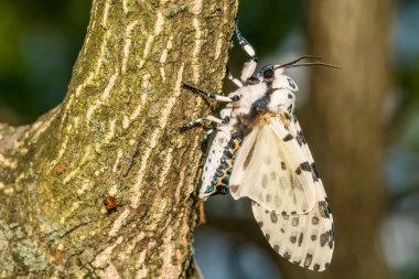 Giant Leopard Moth - Hypercompe scribonia clipart