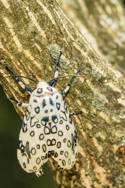 Giant Leopard Moth Hipercompe Scribonia — Fotografia de Stock