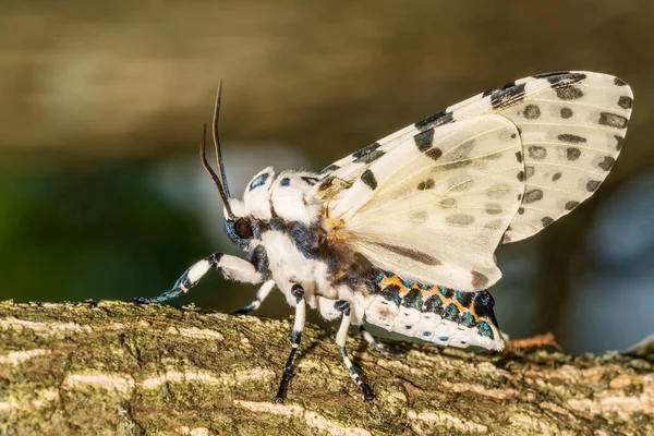 Gigantyczna Moth Lampart Hiperkompa Scribonia — Zdjęcie stockowe