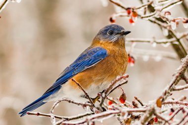 Doğu Bluebird - Sialia sialis