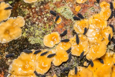 Kar Pireleri namı diğer Kış Saçları - Hipogastrura nivicola